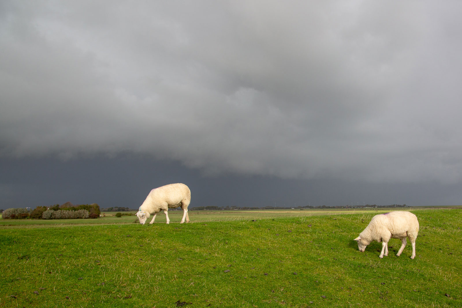 Schafe auf dem Deich der Nordseeinsel Pellworm unter dramatischem Wolkenhimmel – typische Landschaft für ausgedehnte Deichspaziergänge