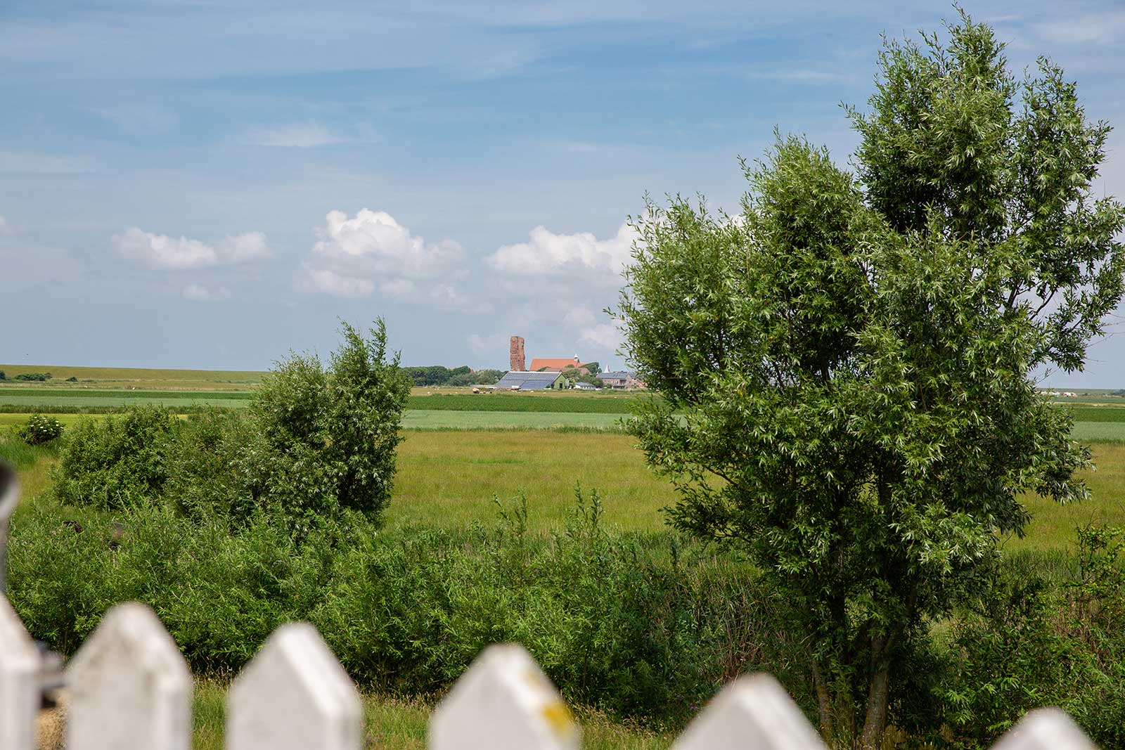 Blick über grüne Marschwiesen und Bäume auf die Alte Kirche St. Salvator auf der Nordseeinsel Pellworm in Nordfriesland unter weitem Sommerhimmel