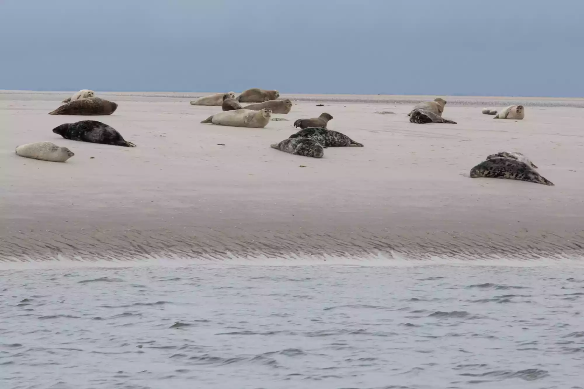 Seehunde auf der Sandbank Norderoogsand im Wattenmeer vor Pellworm – geführter Ausflug in eine einzigartige nordfriesische Landschaft