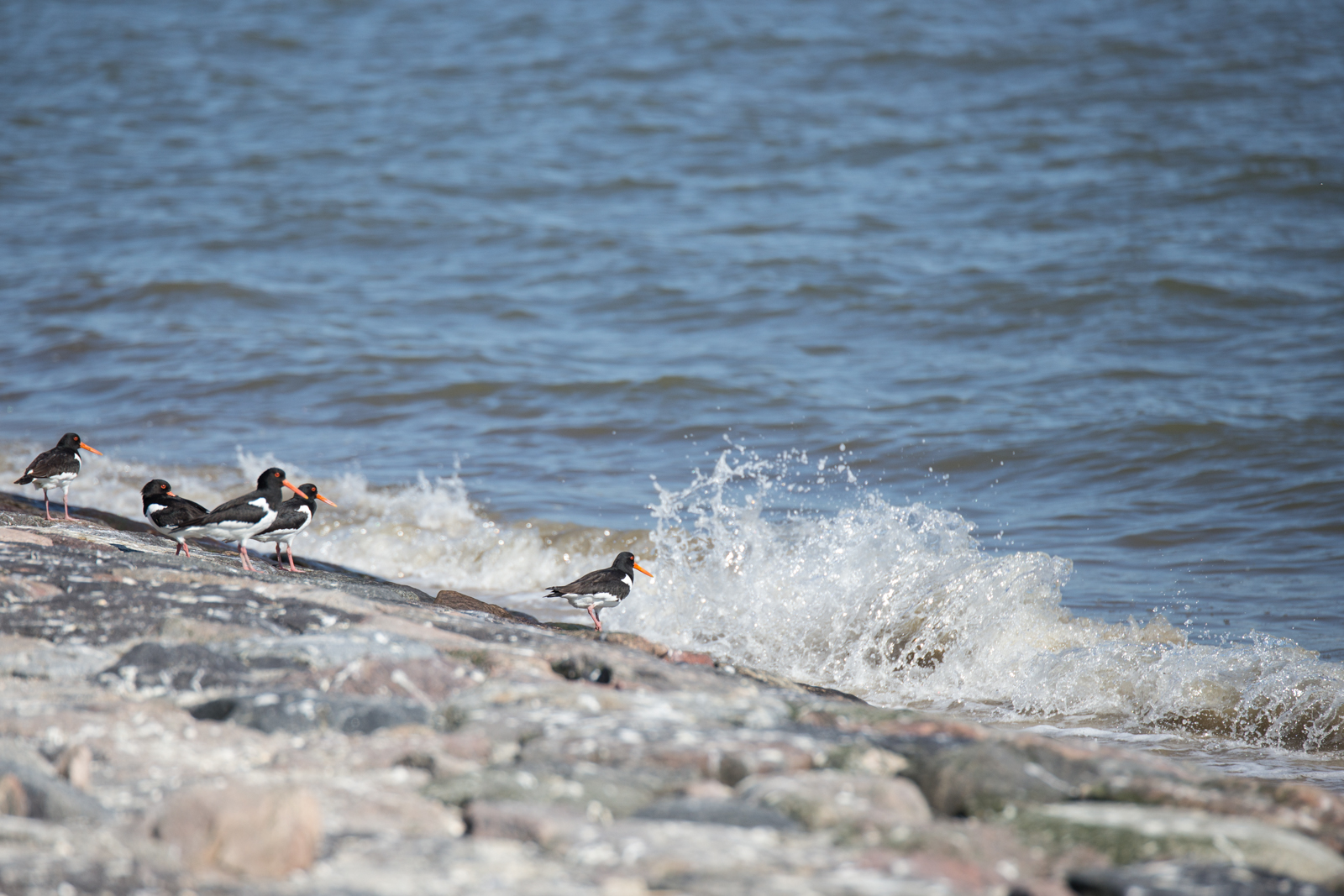 Austernfischer an der Nordseeküste der Insel Pellworm – Wellen und Gischt am steinigen Ufer im Nationalpark Schleswig-Holsteinisches Wattenmeer