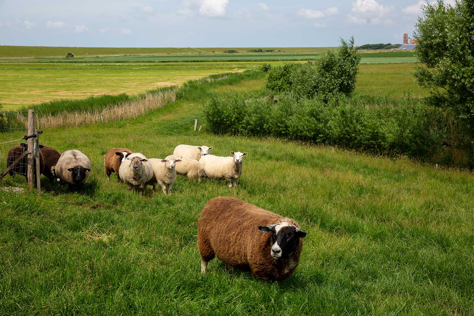Herde weißer und brauner Schafe auf einer grünen Deichweide des Ferienhofs auf der Nordseeinsel Pellworm in Nordfriesland, im Hintergrund weite Marschlandschaft