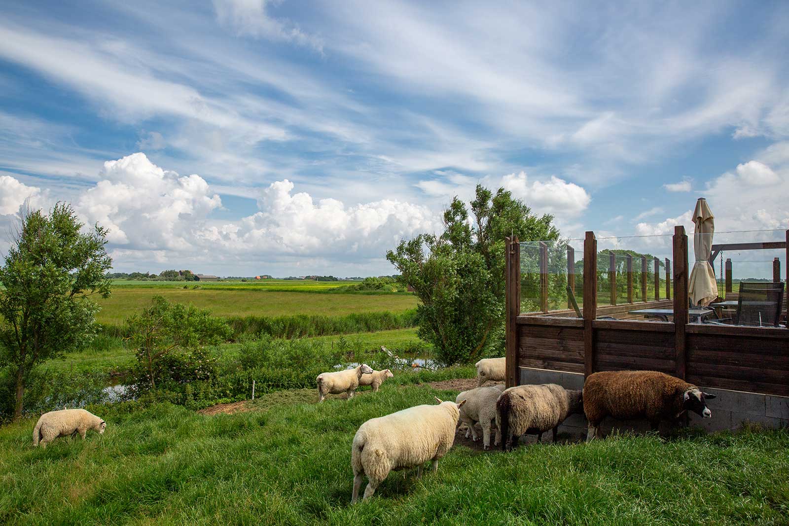 Grasende Schafe auf grünen Weiden neben einer Ferienwohnungs-Terrasse mit Wolkenspiel über der weiten Nordseelandschaft der Insel Pellworm in Nordfriesland