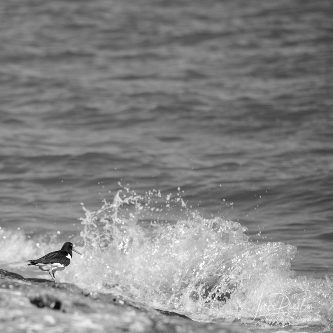 Austernfischer an der Nordsee mit aufspritzender Welle