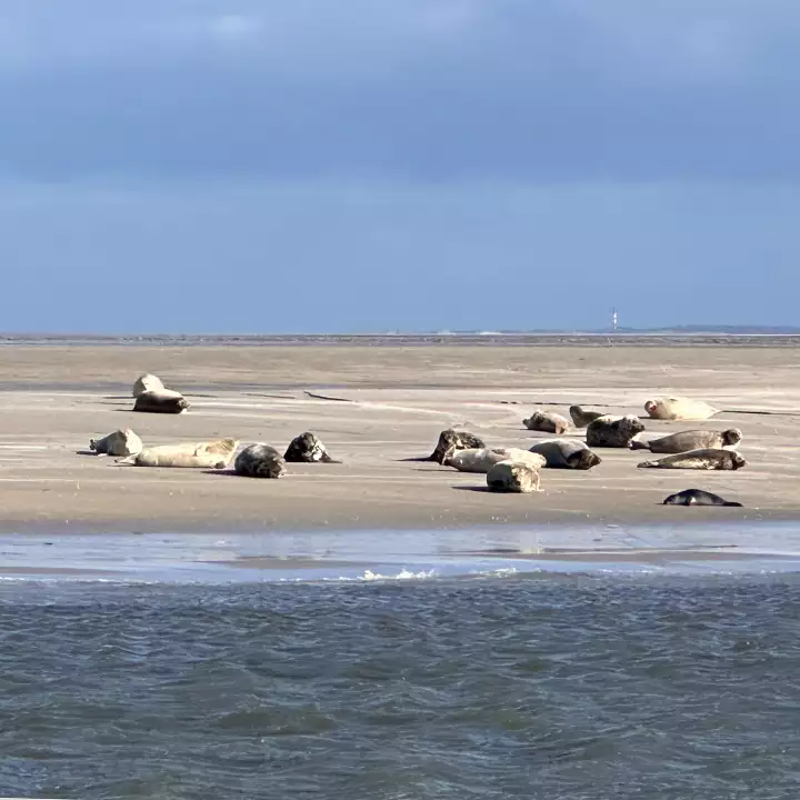 Seehunde ruhen auf der Sandbank Norderoogsand im Wattenmeer bei Pellworm – Ausflugsziel in der nordfriesischen Insel- und Halligwelt