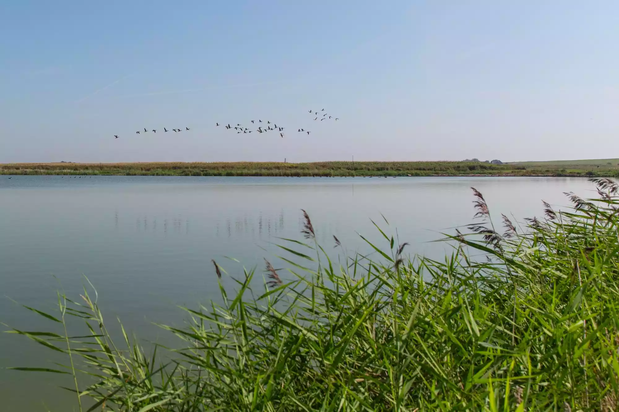 Ruhiger Angelteich auf Pellworm mit Schilfgräsern im Vordergrund und einem Vogelschwarm über der Wasseroberfläche – Nordseeinsel, Natur- und Vogelbeobachtung im Wattenmeer