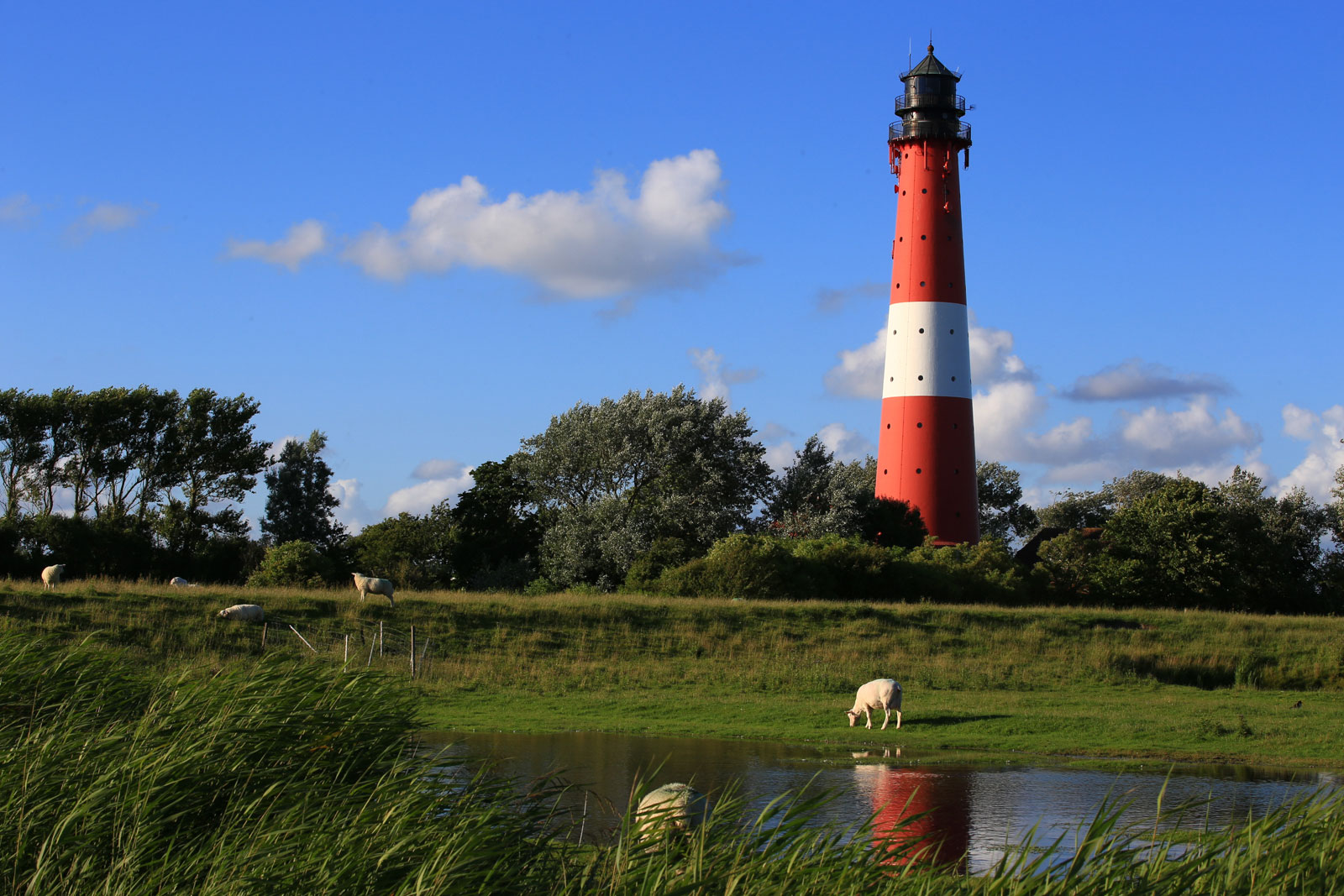 Rot-weißer Leuchtturm von Pellworm mit grasenden Schafen im Vordergrund